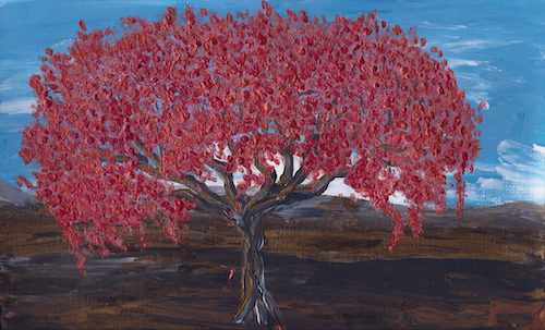 Royal Poinciana Tree